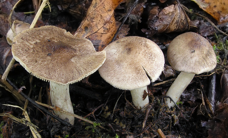 Tricholoma scalpturatum